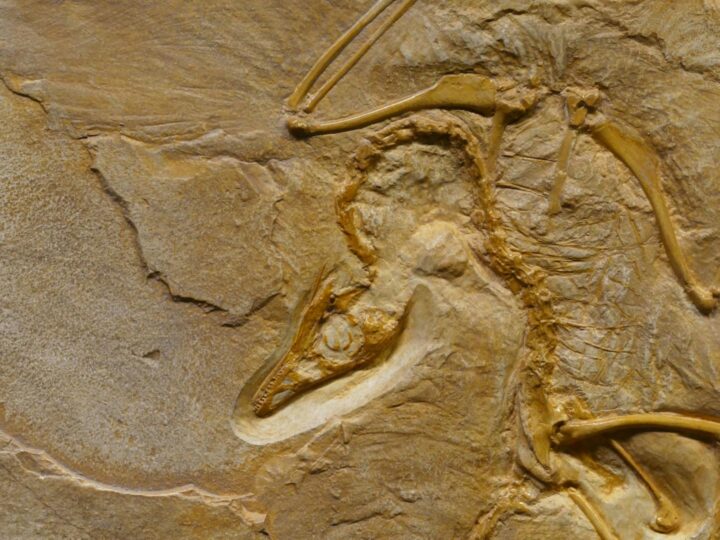 Museo di Storia Naturale SNM
